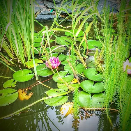 Πανσιόν Szepkilatas Vendeghaz Balatonalmádi
