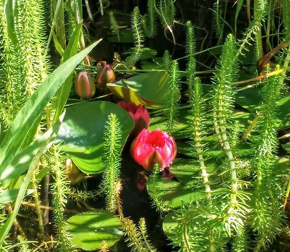 בית הארחה Szepkilatas Vendeghaz